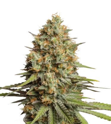 Triton Biscotto Lime Auto
