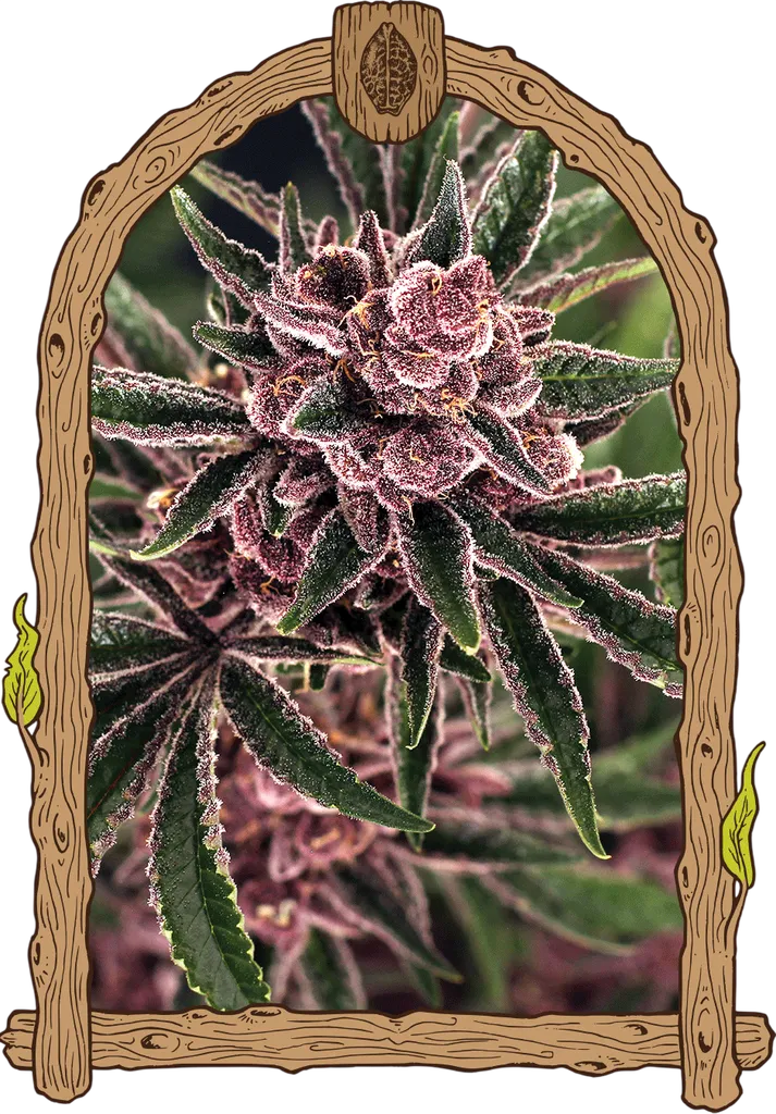Tropical Fuel | PHOTOFEM | Exotic Seed