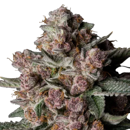 Tropical Jam