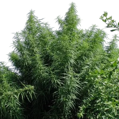 Tropical Mix | PHOTOREG | Ace Seeds