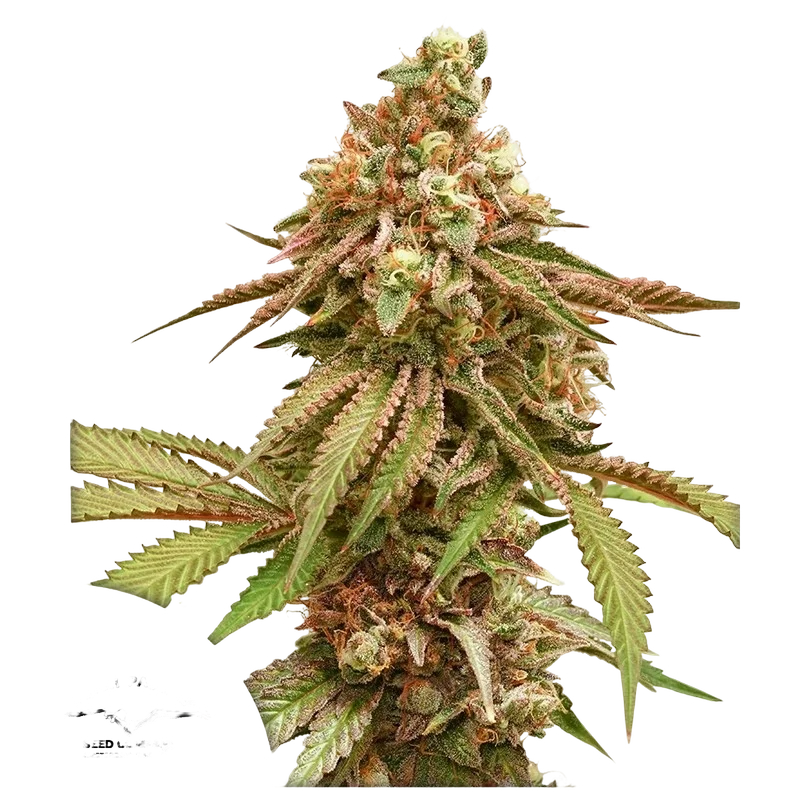 Tropical Tangie – Produktansicht