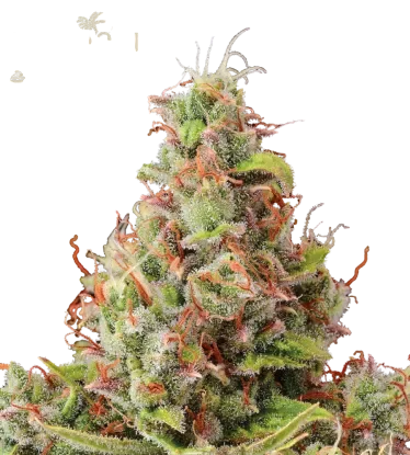 Tropical Zmoothie Auto