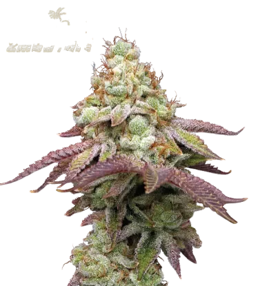 Tropical Zmoothie – Produktansicht