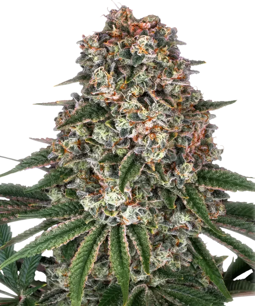 Tropicanna Banana – Produktansicht