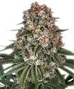 Tropicanna Banana | PHOTOFEM | Barneys Farm