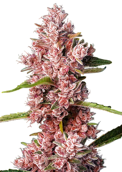 Tropicanna Poison F1 FAST – Produktansicht