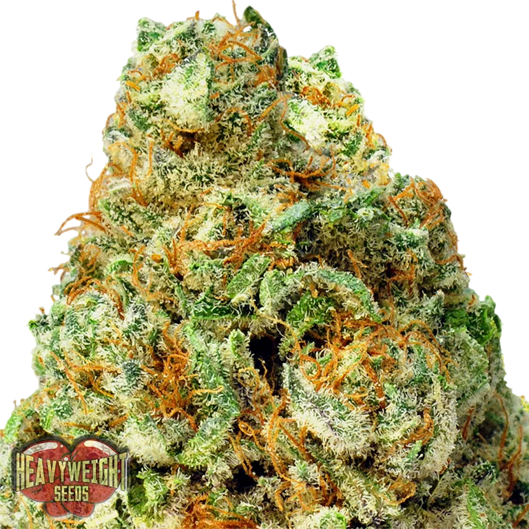 Turbo Bud Auto – Produktansicht