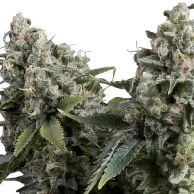 Tutankhamon Auto | AUTOFEM | Pyramid Seeds