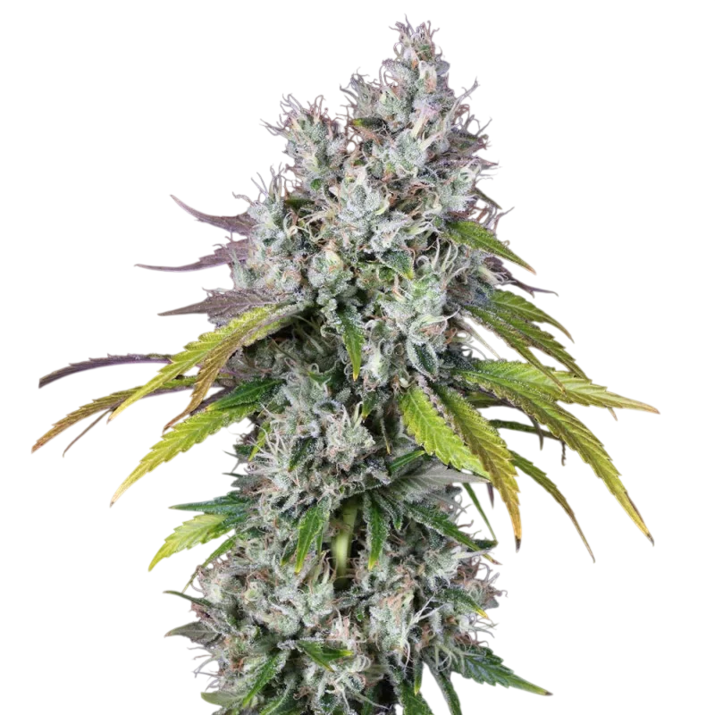 UnderDawg | PHOTOFEM | T.H. Seeds