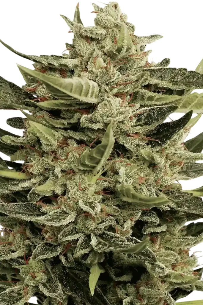 Vertigo Auto | AUTOFEM | Paradise Seeds