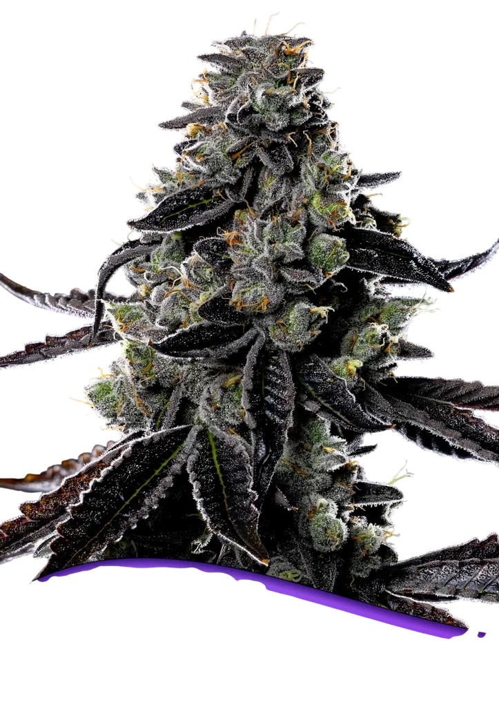 Violet Face Auto – Produktansicht