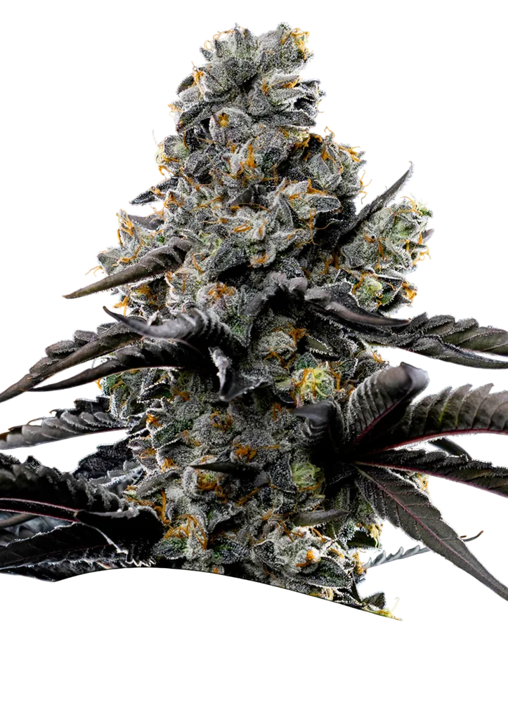 Violet Face | PHOTOFEM | Anesia Seeds