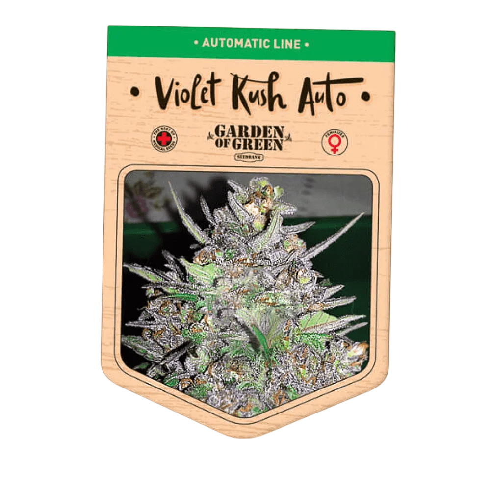 Violet Kush Auto – Produktansicht