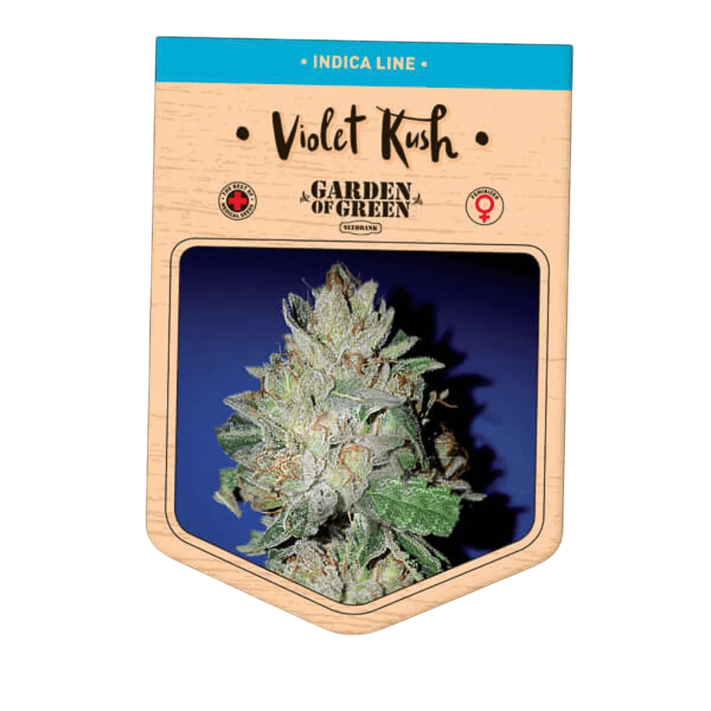 Violet Kush – Produktansicht