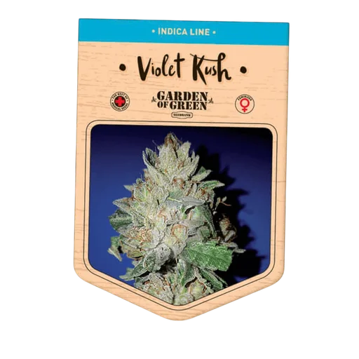 Violet Kush