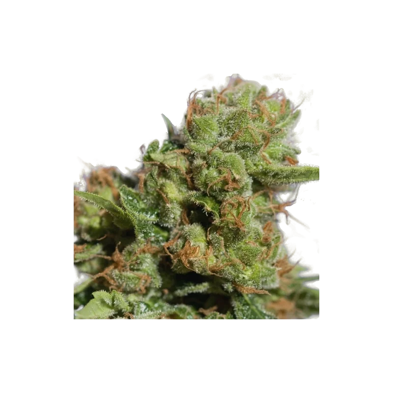 Bruce Lemon Diesel Auto – Produktansicht