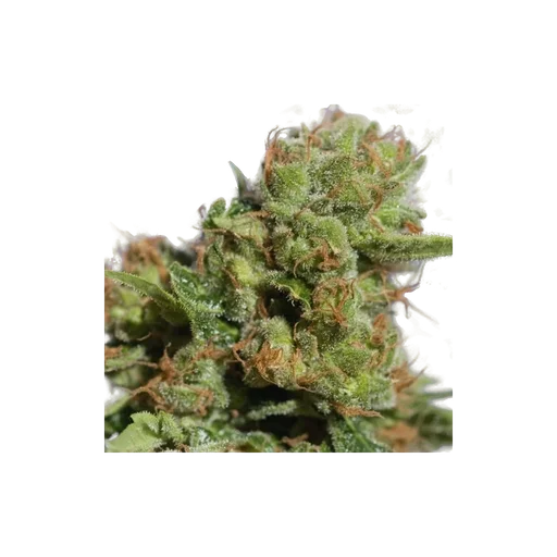 Bruce Lemon Diesel Auto