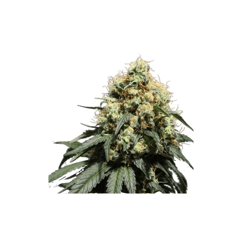 Bruce Lemon Diesel – Produktansicht