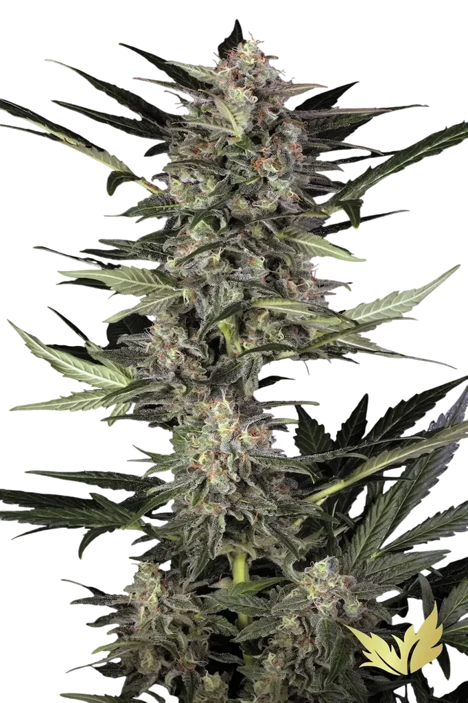 Wappa Auto | AUTOFEM | Paradise Seeds