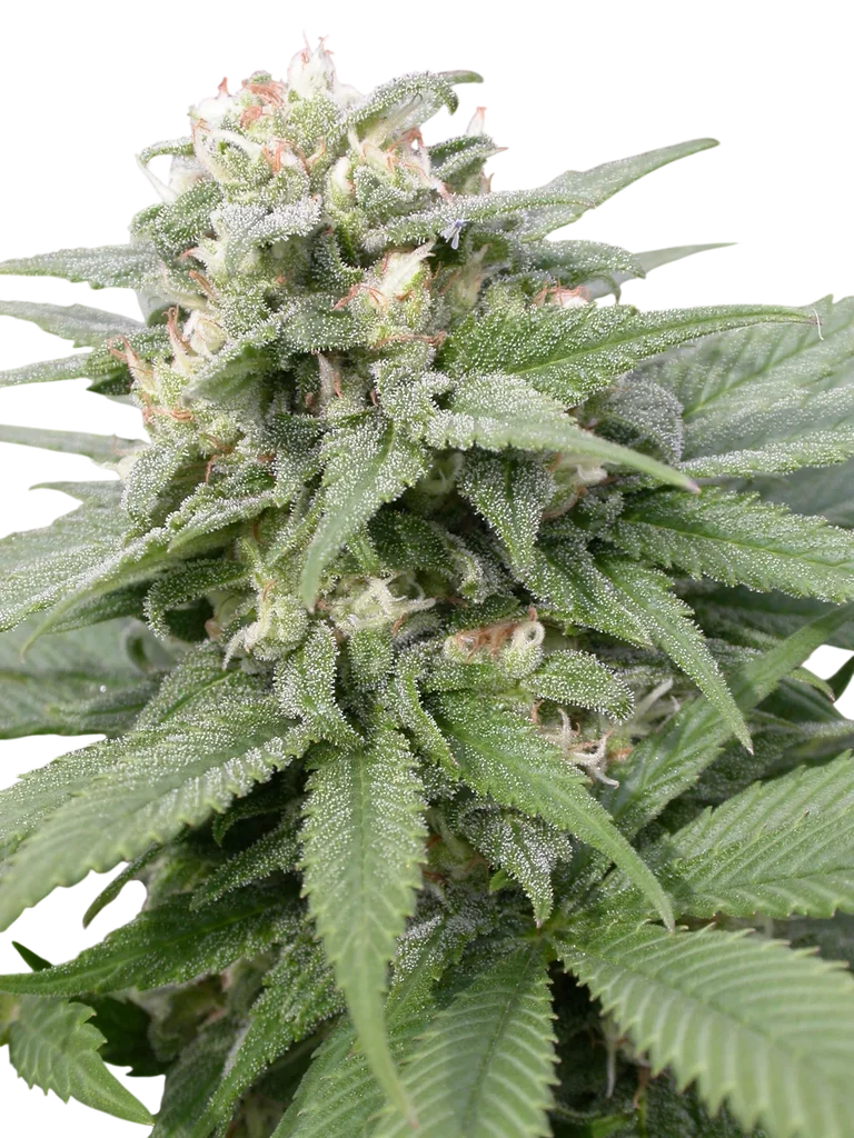 Warlock – Produktansicht