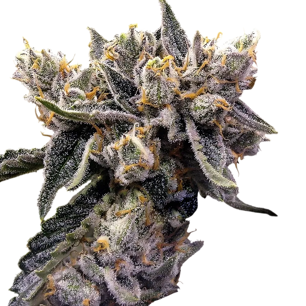 Bruised Banana | PHOTOFEM | DNA Genetics