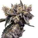 Bruised Banana | PHOTOFEM | DNA Genetics