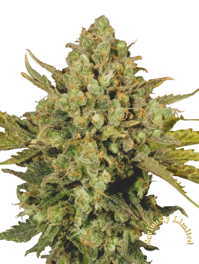 Warlock CBD – Produktansicht