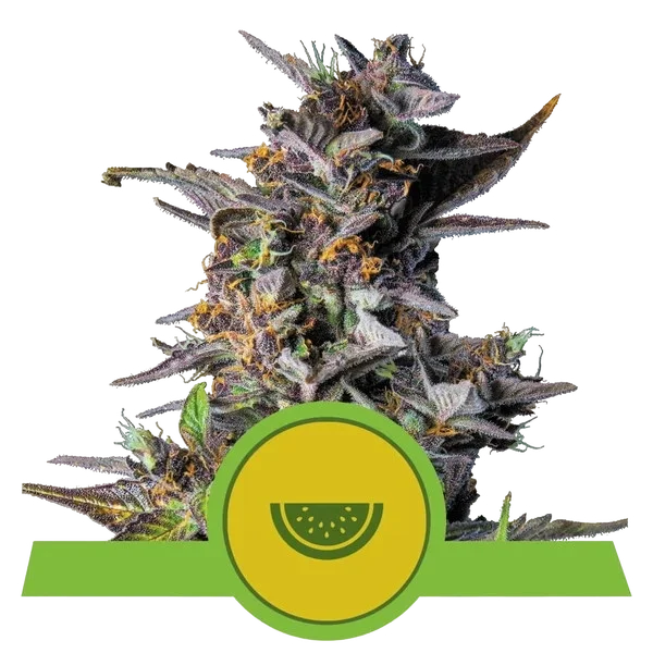 Watermelon Auto – Produktansicht