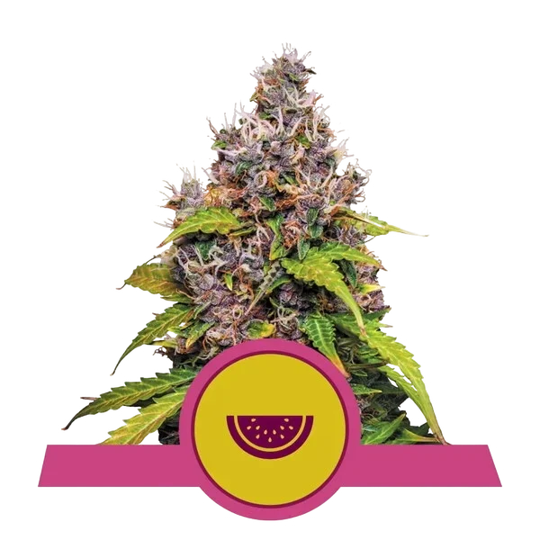 Watermelon – Produktansicht