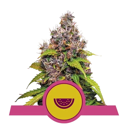 Watermelon | PHOTOFEM | Royal Queen Seeds