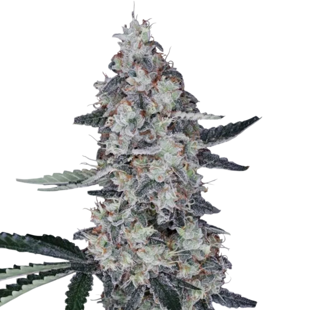 Watermelon Man Auto – Produktansicht