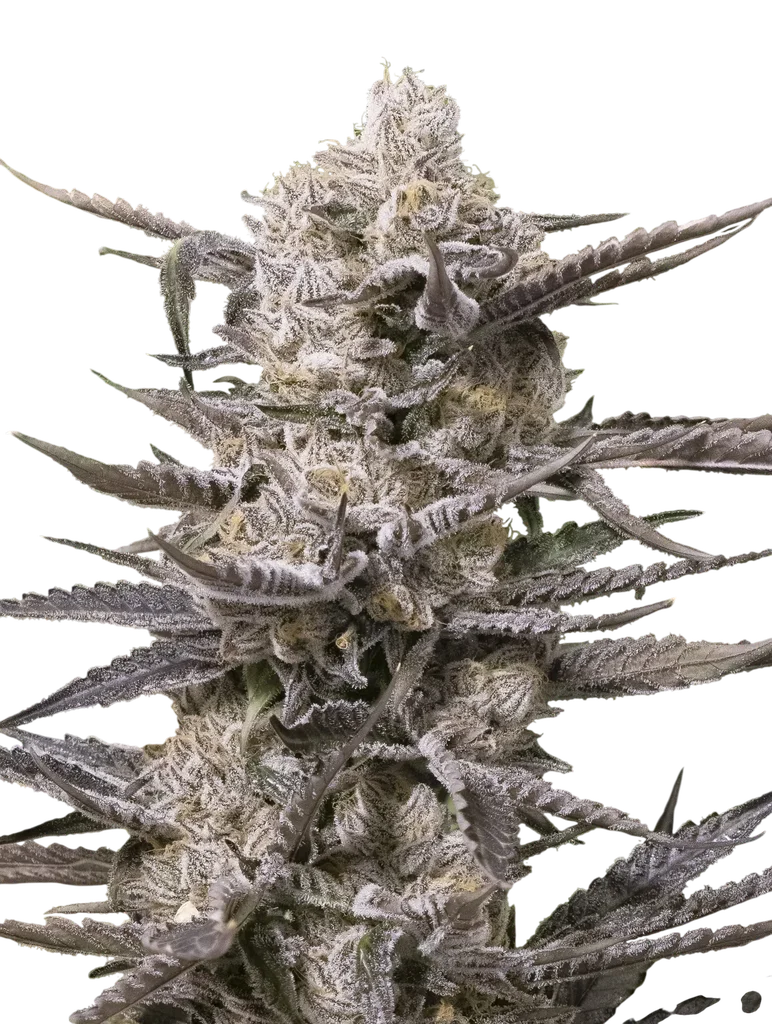 Watermelon OG – Produktansicht