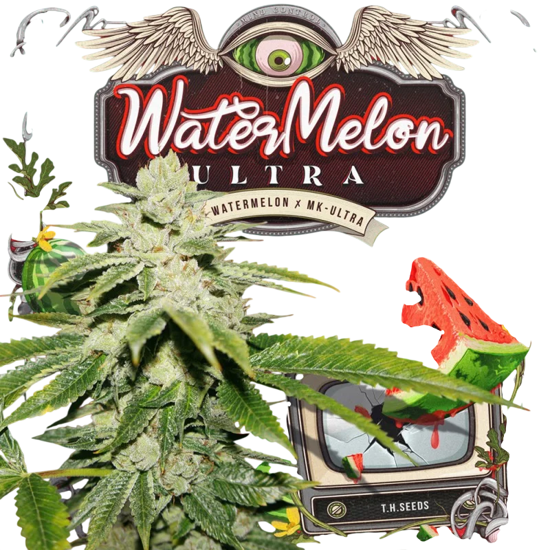WaterMelon Ultra | PHOTOFEM | T.H. Seeds