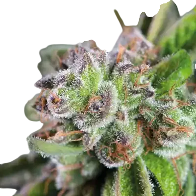 Watermelon Zkittlez