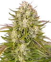 Wedding Cake Auto | AUTOFEM | Barneys Farm