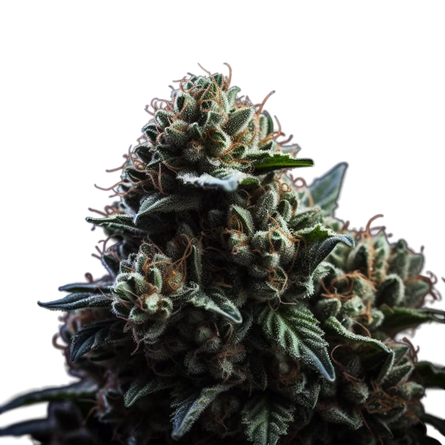 Wedding Cake x Triple OG – Produktansicht