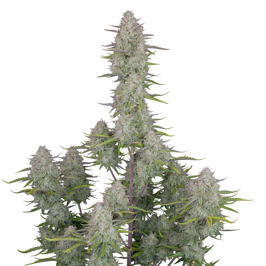 Wedding Cheesecake Auto | AUTOFEM | Fast Buds