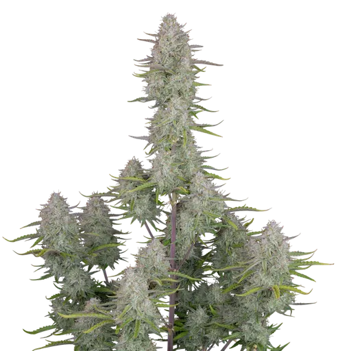 Wedding Cheesecake Auto