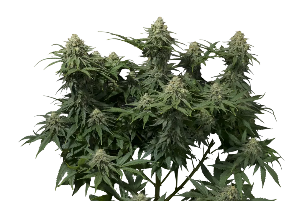 Wedding Cheesecake FAST | PHOTOFEM | Fast Buds