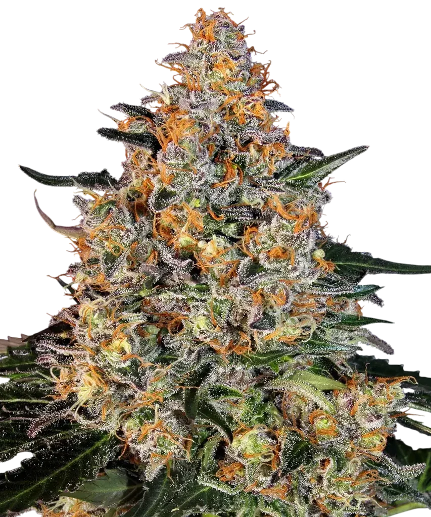 Bubba Kush – Produktansicht