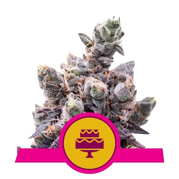 Wedding Gelato – Produktansicht