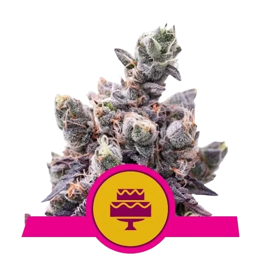Wedding Gelato | PHOTOFEM | Royal Queen Seeds