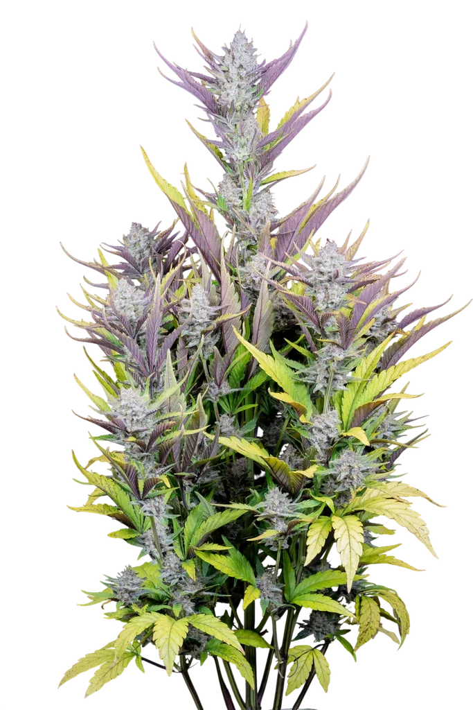 Wedding Glue Auto | AUTOFEM | Fast Buds