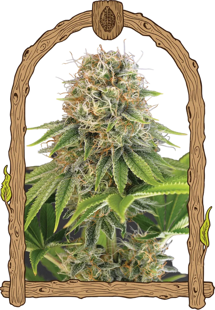 Wedding Monkey | PHOTOFEM | Exotic Seed
