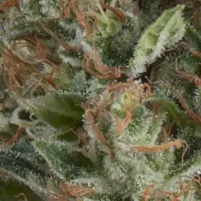 Wembley Auto | AUTOFEM | Pyramid Seeds