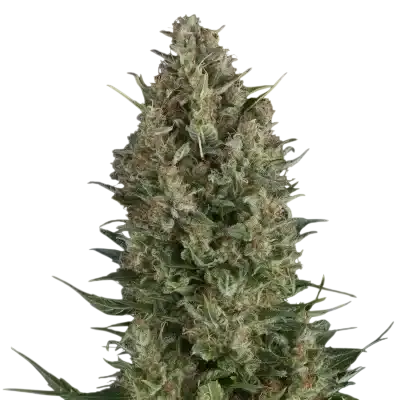 Wembley | PHOTOFEM | Pyramid Seeds