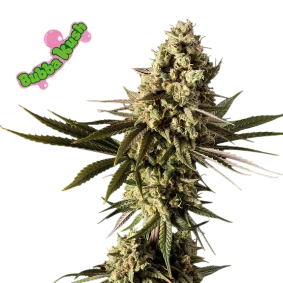 Bubba Kush – Produktansicht