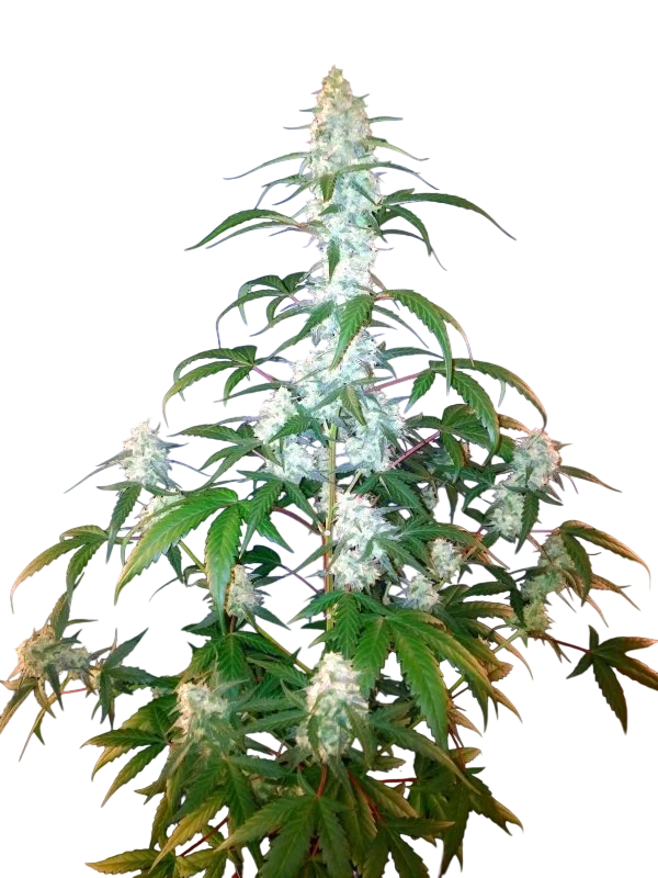 West Coast O.G. Auto – Produktansicht