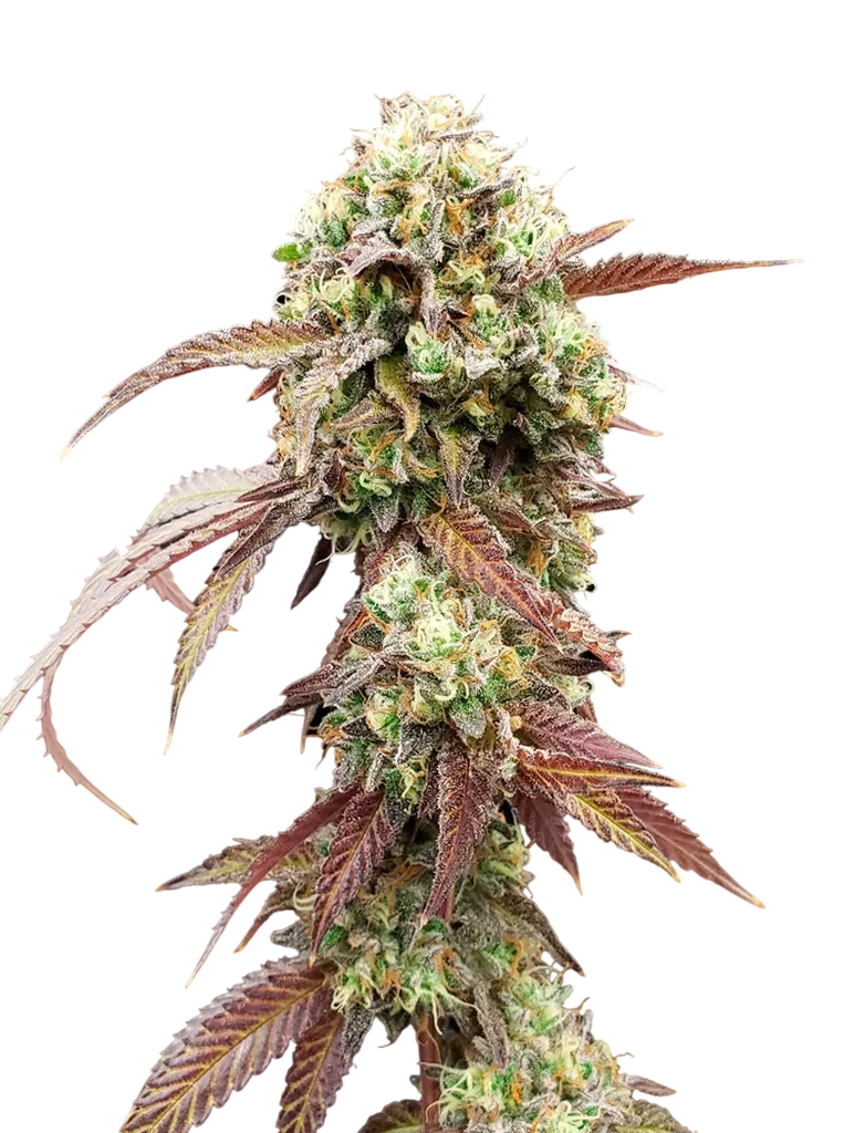 West Coast OG x Gelato 41 Auto – Produktansicht