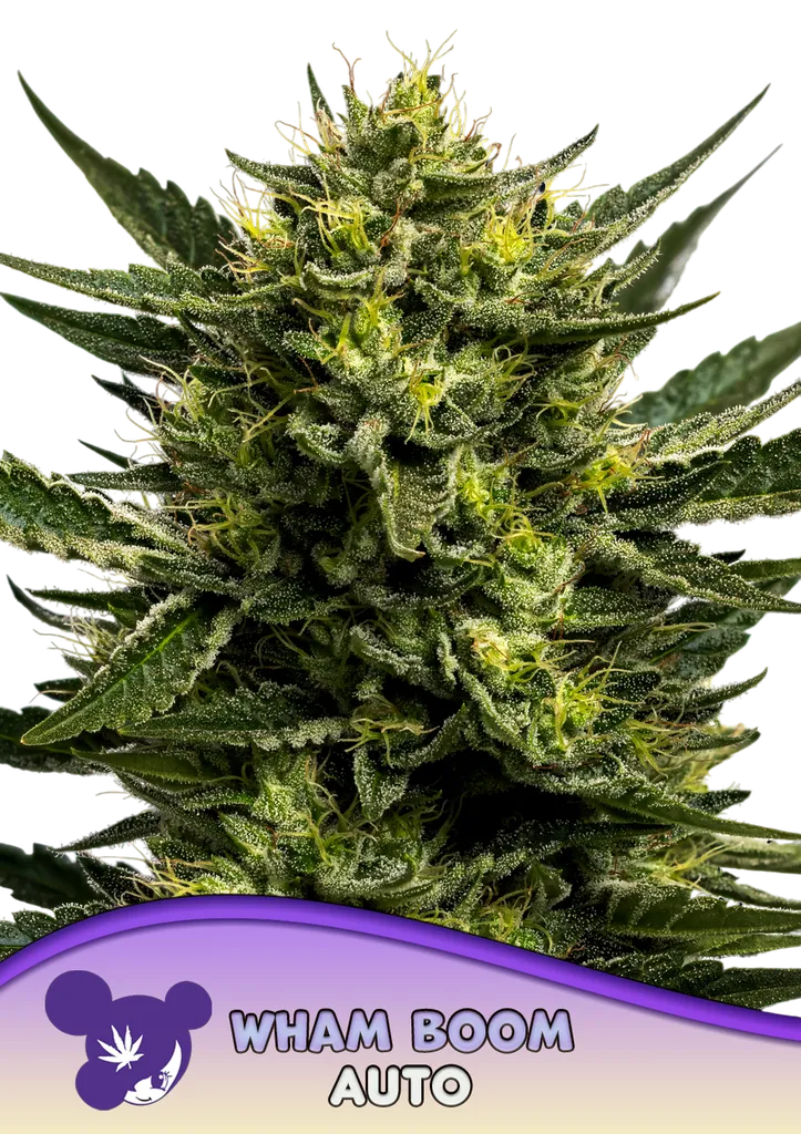 WHAM BOOM Auto | AUTOFEM | Anesia Seeds